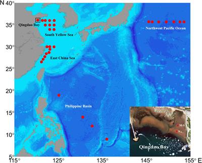 New Insights Into the Virus-to-Prokaryote Ratio (VPR) in Marine Sediments